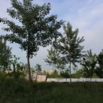 Mani Tese e Soulfood Forestfarms: una nuova collaborazione per la transizione agroecologica e lo sviluppo di comunità