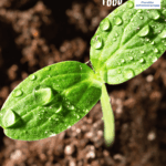 Aperto un nuovo bando nazionale per progetti giovanili su agroecologia e giustizia alimentare