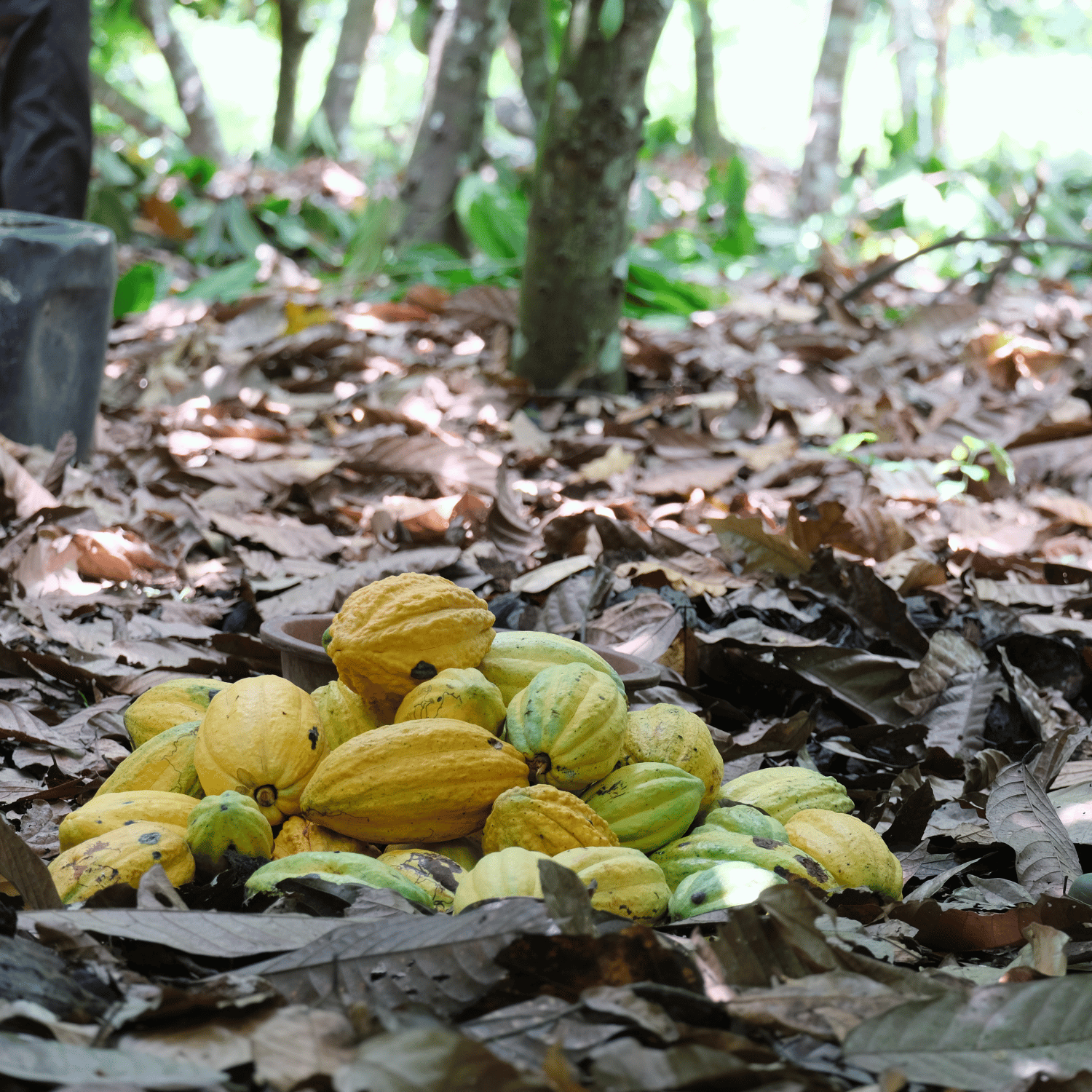 Dona un cacao davvero buono - immagine 2